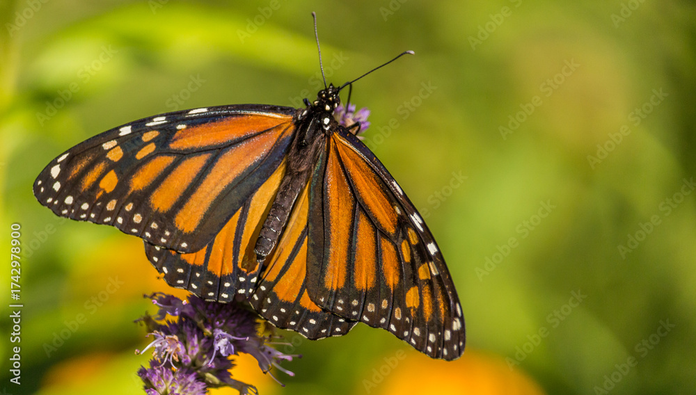 Fototapeta premium Beautiful Monarch butterfly on Purple wildflower