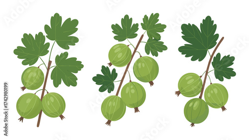 Fresh Green Gooseberry Branches Set - Ripe Garden Berries with Leaves Vector Illustration for Healthy Food and Nature Designs