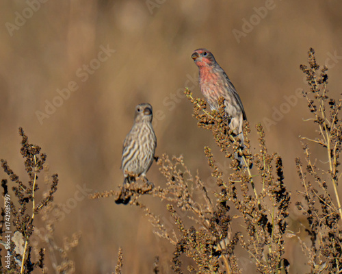 Male and female house finches in a field