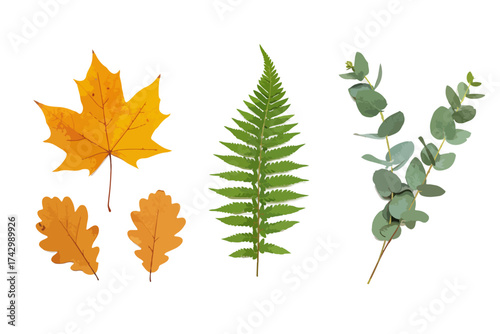 Autumn Maple, Oak, Fern, and Eucalyptus Leaves Collection Isolated on White Background
