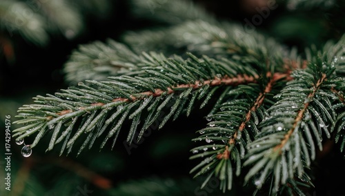 Evergreen branch with water droplets, dark background