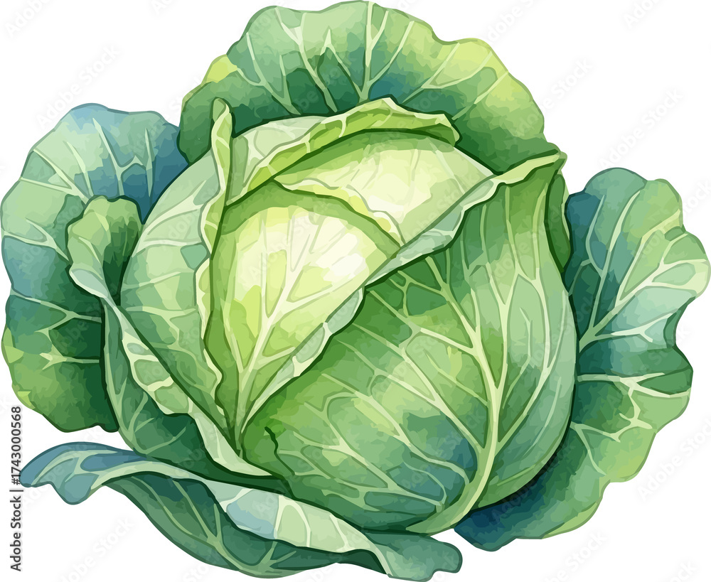 Obraz premium Watercolor Illustration of Green Cabbage Head.
