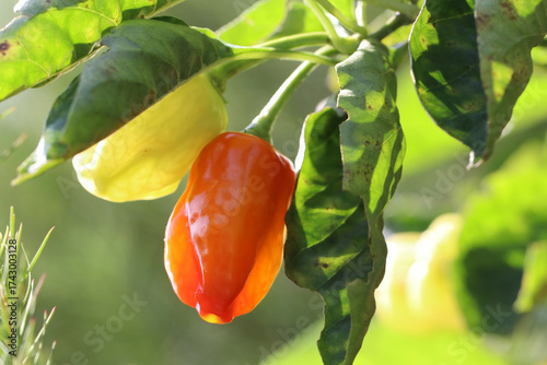 Vibrant orange Habanero pepper ripens on a green plant in bright sunshine