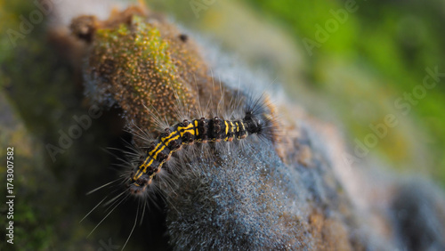 Photos Lymantria dispar, also known as the gypsy moth or spongy moth
