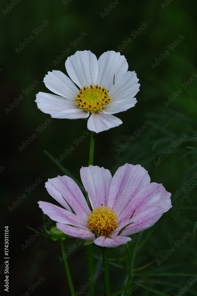 Obraz premium 秋風に揺れて咲く