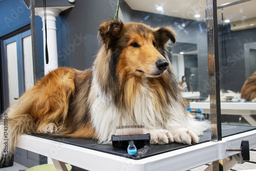 Wallpaper Mural A collie dog lies in a grooming salon Torontodigital.ca