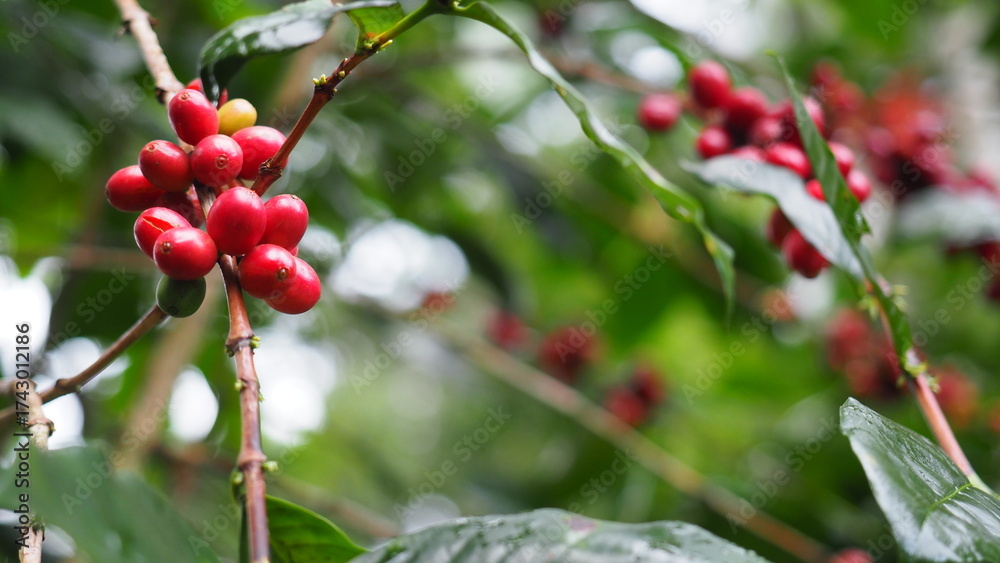 Obraz premium Fresh red coffee cherries on tree branch
