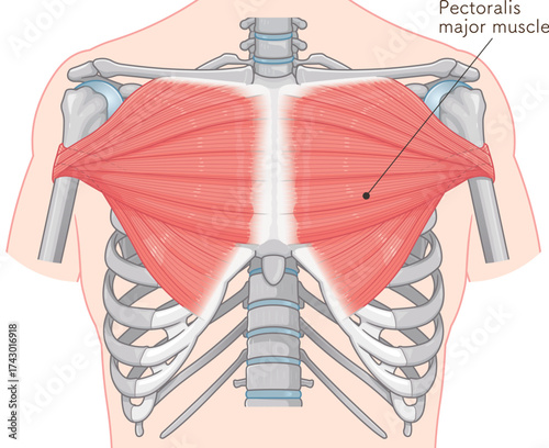 大胸筋、小胸筋のイラスト pectoral muscle illustration