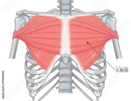 大胸筋、小胸筋のイラスト pectoral muscle illustration