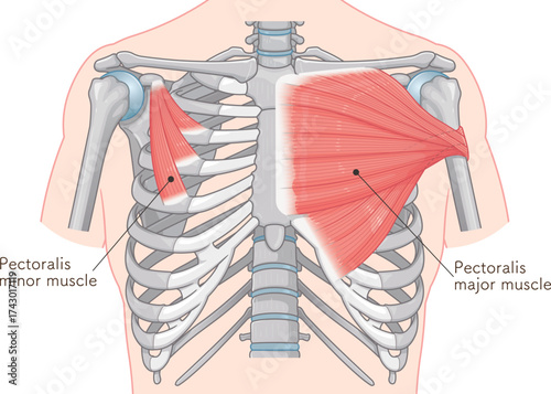 大胸筋、小胸筋のイラスト pectoral muscle illustration