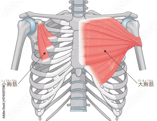 大胸筋、小胸筋のイラスト pectoral muscle illustration