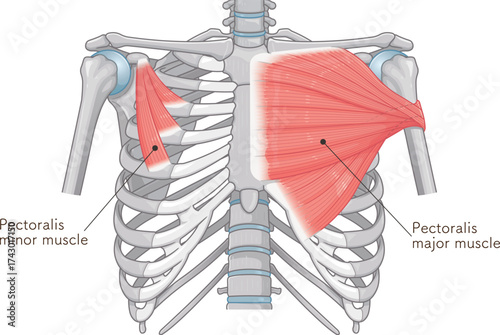 大胸筋、小胸筋のイラスト pectoral muscle illustration