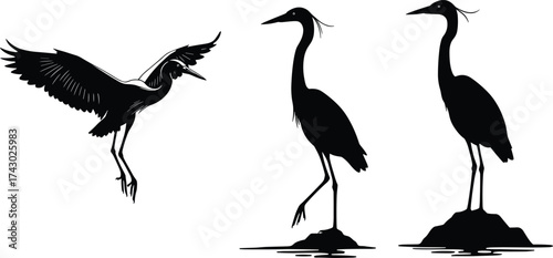 Flying and standing heron bird silhouettes, elegant wildlife vector illustration, tropical nature design, wetland bird reflection art, black animal artworkFlying and standing heron bird silhouettes, 