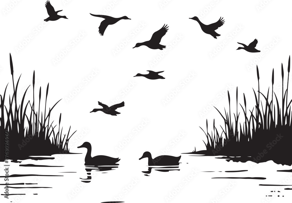 Fototapeta premium Black silhouette ducks flying and swimming in water with reeds