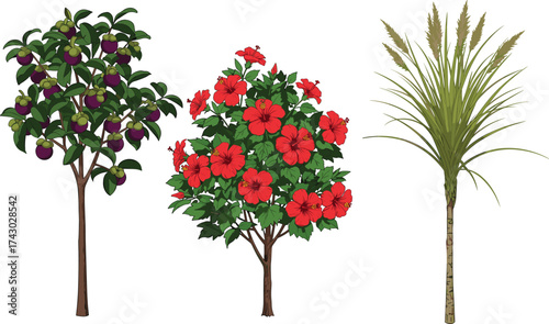 Mangosteen fruit tree with ripe purple fruits, hibiscus red flower shrub in bloom, sugarcane tall grass plant, tropical botanical illustration