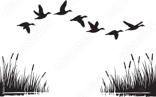 Flock of ducks flying over cattails and water migration