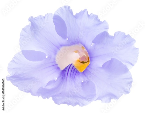 Light purple flower close-up