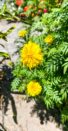 False sunflower plant