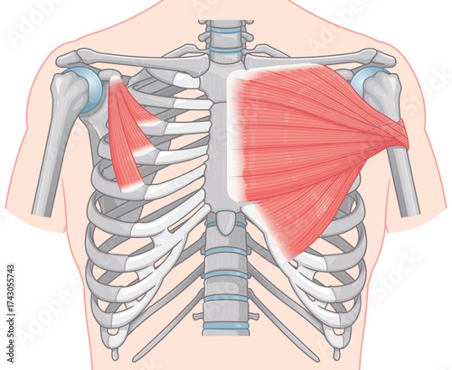 大胸筋、小胸筋のイラスト pectoral muscle illustration
