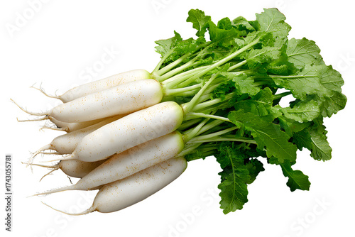 A chinese white radish, one bunch of chinese long and short daikon on the side with green leaves