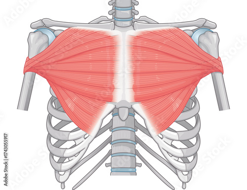 大胸筋のイラスト pectoralis major muscle illustration