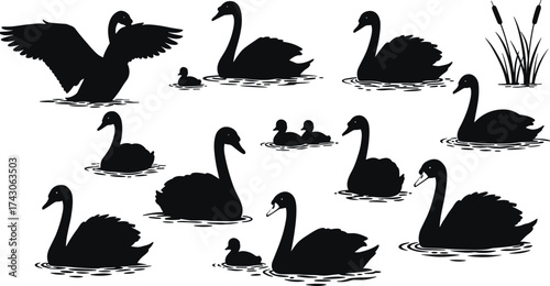 Silhouette of swans and ducklings swimming in calm lake water, elegant birds in nature, black and white wildlife vector illustration