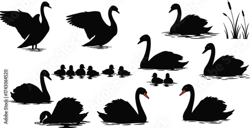 Silhouette of swans and ducklings swimming in lake, elegant black birds with reflections, peaceful nature scene, wildlife vector illustration