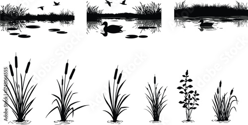 Silhouette of wetland plants, lake grass and ducks, pond nature landscape with birds, marsh vegetation and water reflection illustration vector