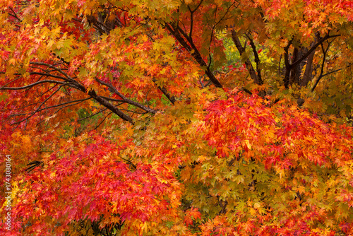 Beautiful, orange Japanese maple in autumn

