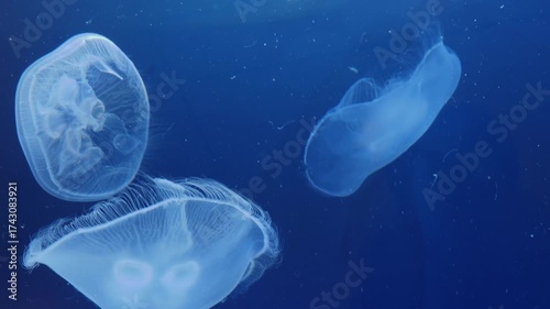 Close up of moon jellyfish floating slowly around underwater in a deep blue sea