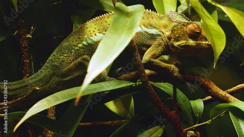 Chameleon Close Up sitting on a branch slowly moving forward 