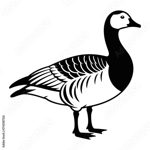 Barnacle Goose