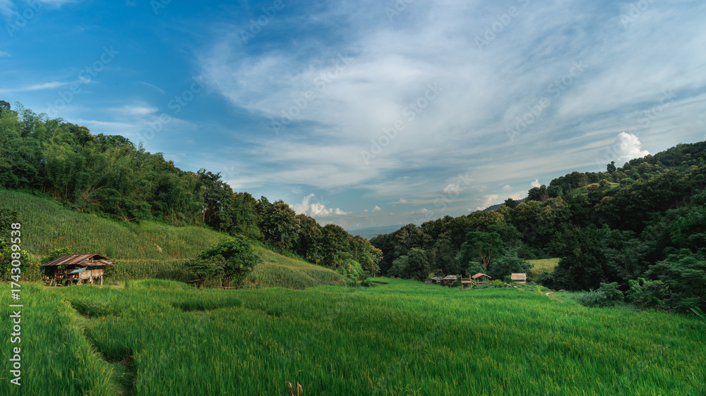Fototapeta premium Lush Green Rice Fields Under Blue Sky with Clouds in Serene Mountainous Landscape Surrounded by Nature