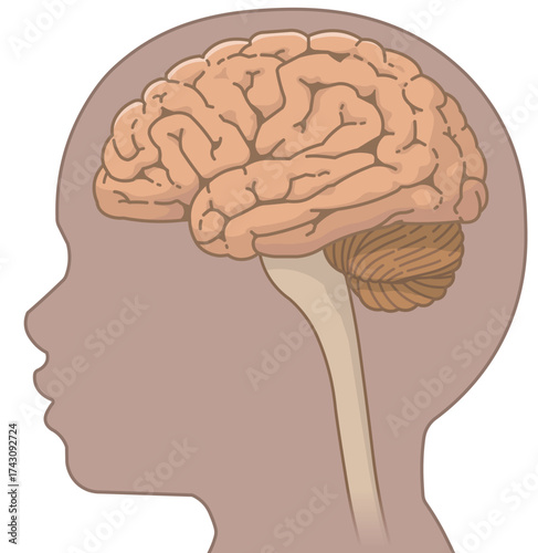 褐色の肌の小児 こどもの大脳・小脳・延髄・脊髄 Pediatric brain, cerebellum, medulla oblongata, and spinal cord
