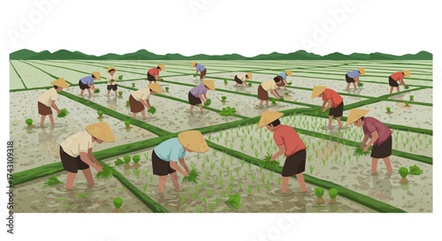 Many rice farmers transplant rice shoots into a flooded paddy field