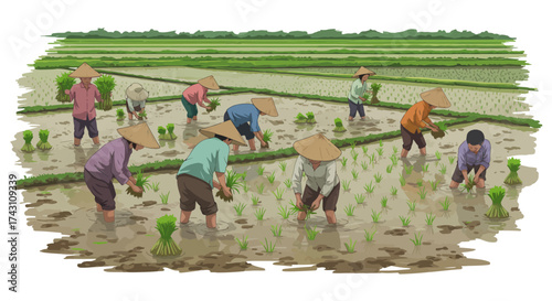 Farmers planting rice in a flooded paddy field wearing conical hats