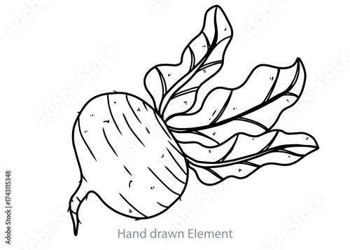 Black and white illustration of a beetroot vegetable with attached green leaves, hand-drawn.
