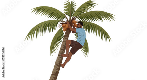 Man climbing a coconut tree with coconuts at the top surrounded by green fronds