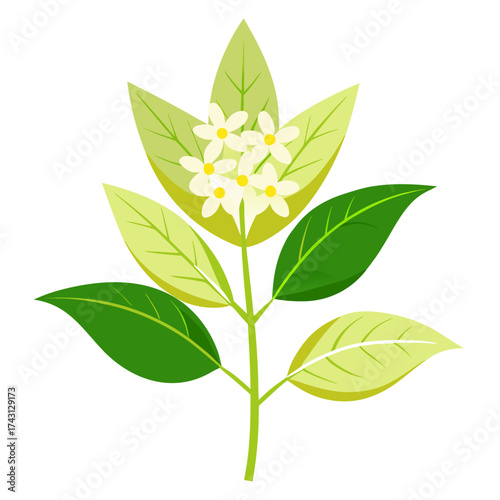  lemon verbena on white background