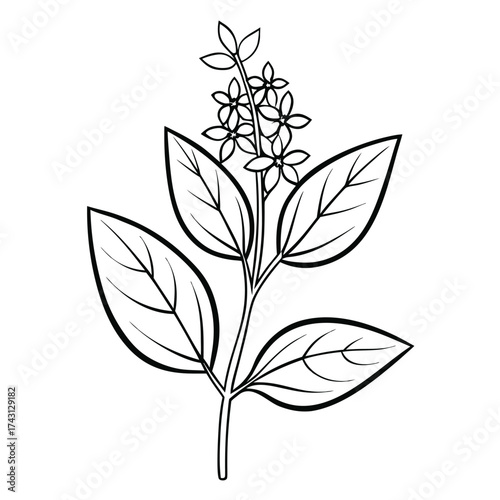  lemon verbena flower line art vector on white background