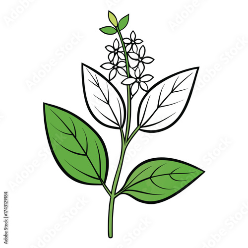  lemon verbena line art on white background