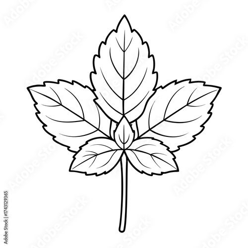  lemon balm flower line art vector on white