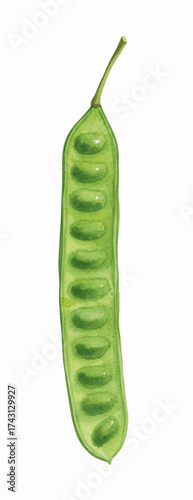 Pungent Pods Stink bean isolated watercolor vector illustration svg