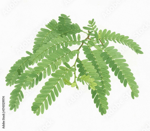 Pinnate Delicate Tamarind leaves isolated watercolor vector illustration svg