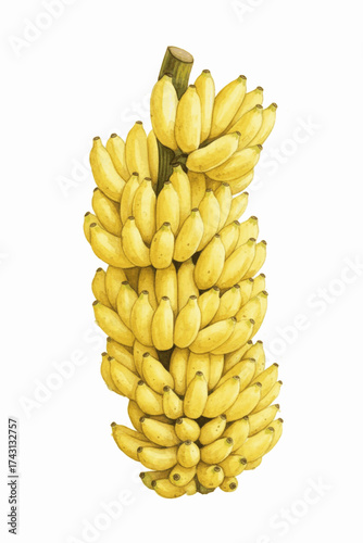 Golden Cluster A bunch of ripe bananas isolated watercolor vector illustration svg