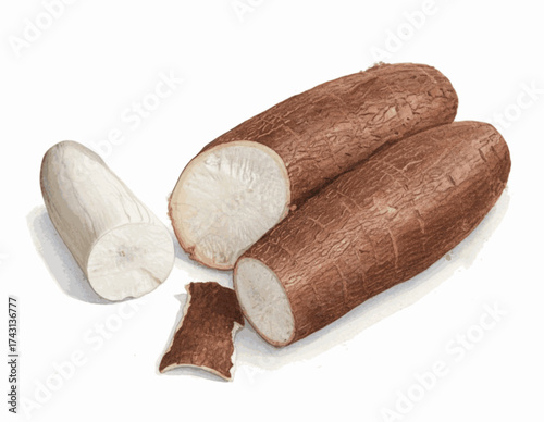 Earthen Root cassava isolated watercolor vector illustration svg
