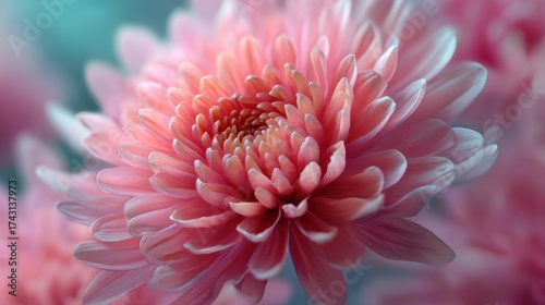 Delicate Pink Chrysanthemum Petals in Soft Focus with Dreamy Background