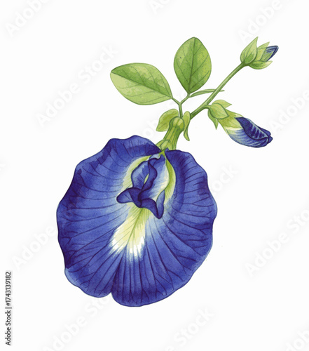 Azure Bloom Butterfly pea isolated watercolor vector illustration svg

