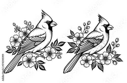 Photography Vector art of two elegant cardinal birds perched among delicate flowers, showcas