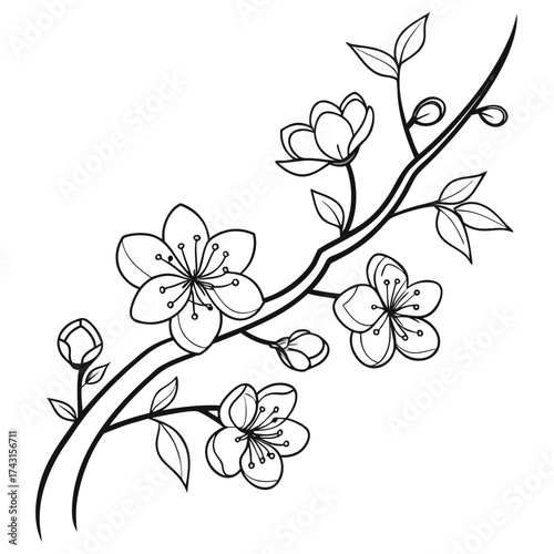 Elegant black and white line art illustration of a cherry blossom branch with blooming flowers and buds on a white background